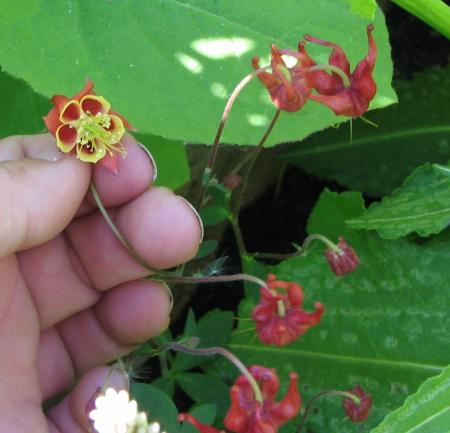 gallery_7001_4021_108546.jpg