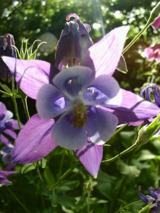 gallery_7001_4021_28544.jpg
