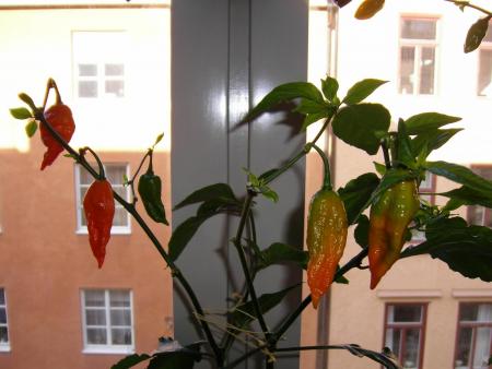 gallery_26579_4025_120865.jpg