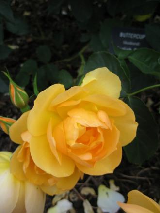 gallery_12351_3599_83028.jpg