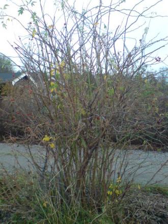 gallery_17820_4020_37449.jpg