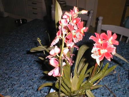 gallery_2682_4037_10693.jpg