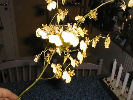 gallery_2682_4037_1458.jpg