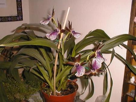 gallery_2682_4037_15642.jpg