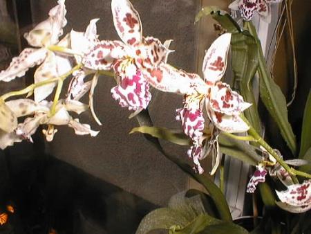 gallery_2682_4037_31157.jpg