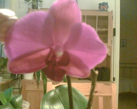 gallery_2682_4037_51537.jpg