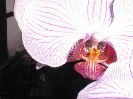 gallery_2682_4037_78256.jpg
