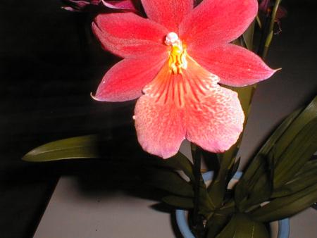 gallery_2682_4037_8250.jpg
