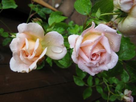 gallery_12351_2448_40796.jpg