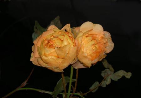 gallery_8514_2919_10.jpg