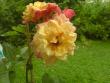 tn_gallery_18990_3674_57646.jpg