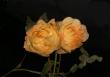 tn_gallery_8514_2919_10.jpg