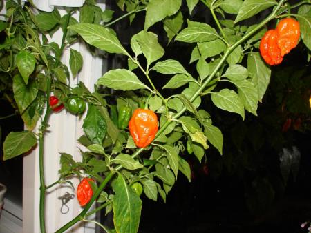 gallery_27171_15_14729.jpg