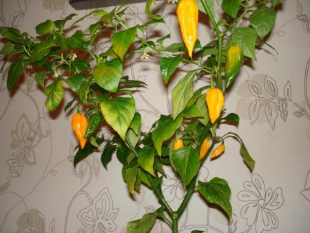 gallery_27171_15_261132.jpg