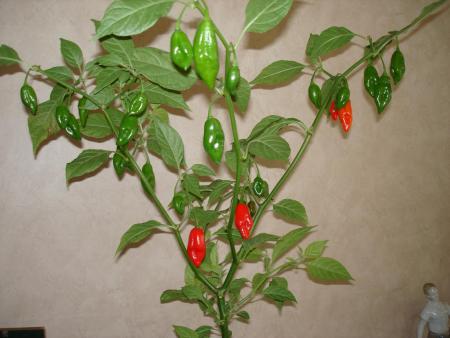 gallery_27171_15_76525.jpg