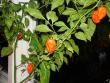 tn_gallery_27171_15_14729.jpg