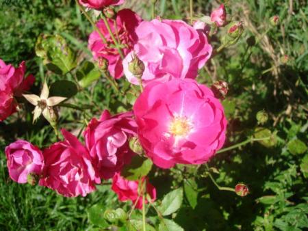 gallery_12789_2509_31176.jpg
