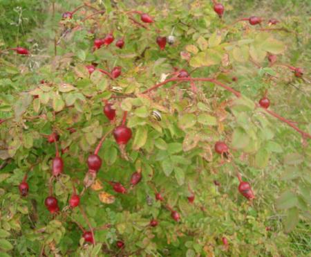 gallery_12789_4051_254.jpg