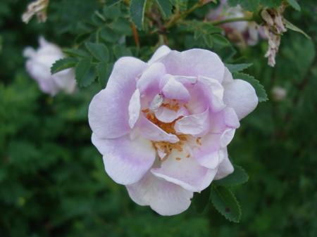 gallery_12789_4051_63053.jpg