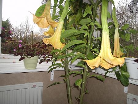 gallery_27171_4057_144995.jpg