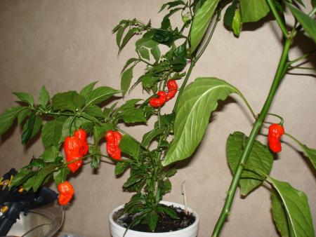 gallery_27171_4057_170193.jpg