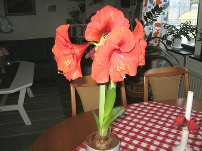 gallery_22008_4058_68090.jpg