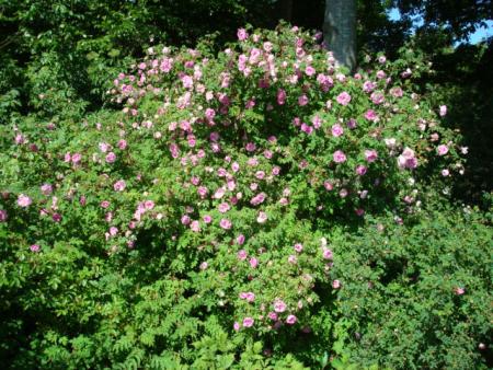 gallery_12789_4051_10954.jpg