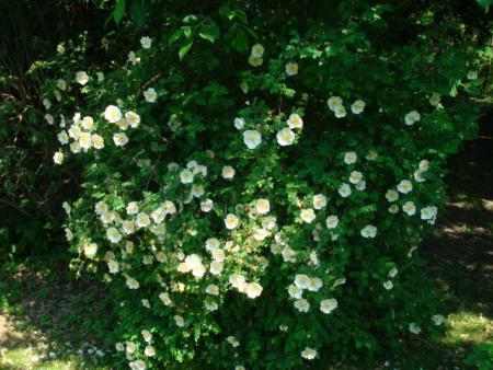 gallery_12789_4051_120125.jpg