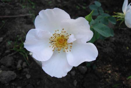 gallery_12789_4051_2080.jpg