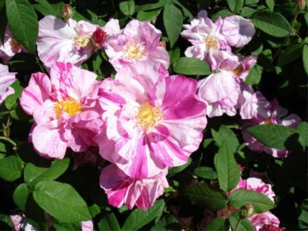 gallery_12789_4051_35768.jpg