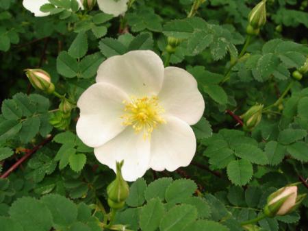 gallery_12789_4051_40021.jpg