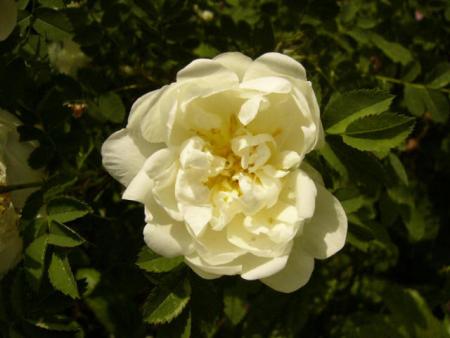 gallery_12789_4051_52270.jpg