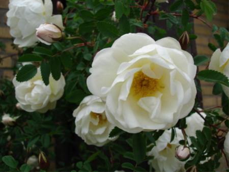 gallery_12789_4051_55551.jpg