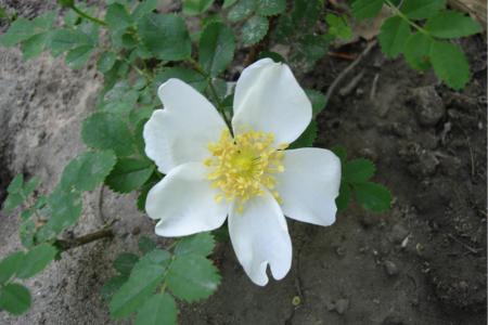 gallery_12789_4051_63828.jpg