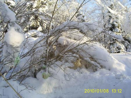 gallery_17660_4065_55541.jpg