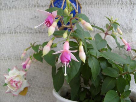gallery_9134_4067_26114.jpg