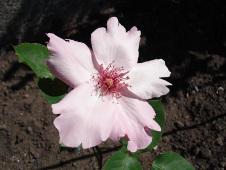 gallery_12789_2988_2425.jpg