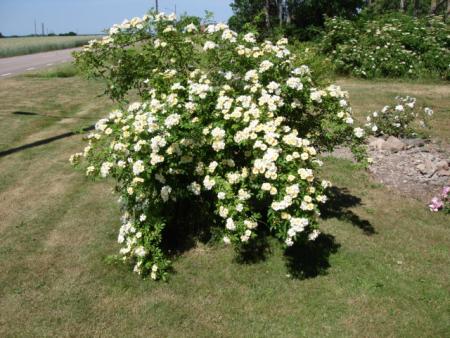 gallery_12789_2988_45848.jpg