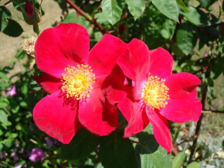 gallery_12789_2988_64860.jpg