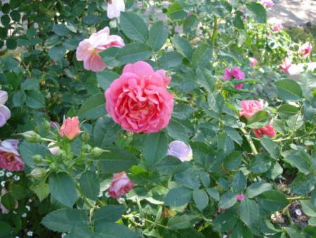 gallery_12789_2988_9925.jpg