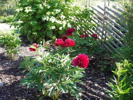 gallery_13303_4072_35472.jpg