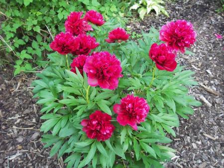 gallery_13303_4072_45960.jpg