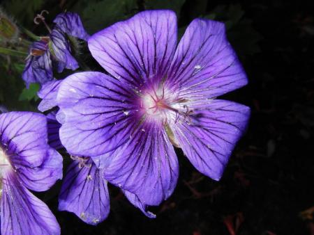 gallery_13303_4074_85886.jpg