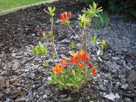 gallery_13303_4075_83994.jpg