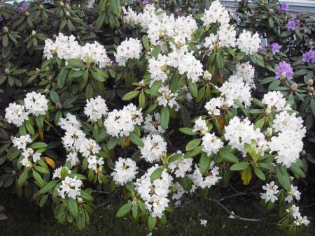 gallery_13303_4076_14967.jpg