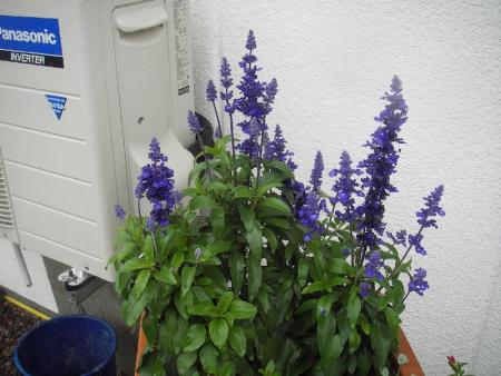 gallery_13303_4078_102975.jpg