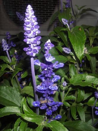 gallery_13303_4078_107687.jpg