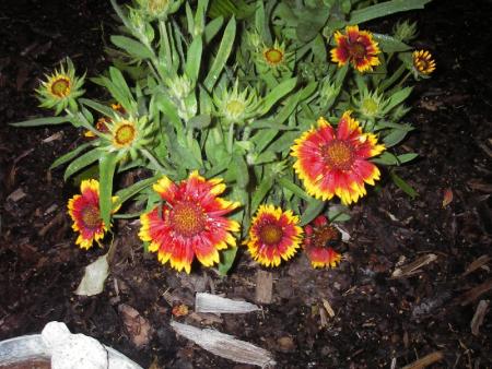 gallery_13303_4078_111113.jpg