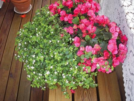 gallery_13303_4078_31091.jpg