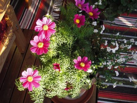 gallery_13303_4078_63941.jpg